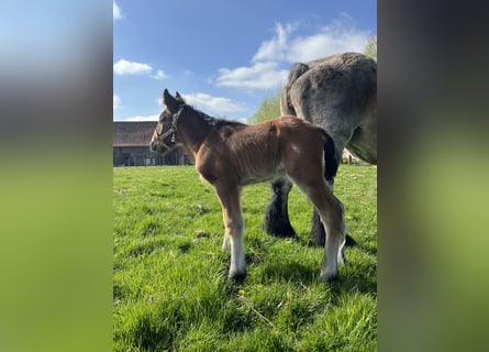 Belgian Draft, Stallion, Foal (04/2025), Roan-Bay