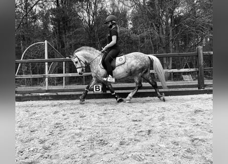 Belgian Riding Pony, Gelding, 12 years, 12,1 hh, Grey