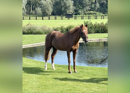 Belgian Riding Pony, Gelding, 16 years, 12.1 hh, Chestnut-Red