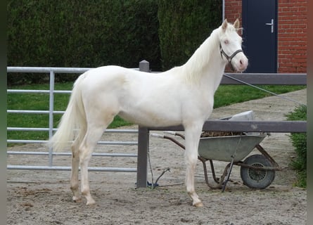 Belgian Riding Pony, Gelding, 1 year, 14.1 hh, Cremello