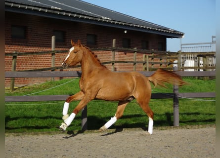 Belgian Riding Pony, Gelding, 3 years, 14.2 hh, Chestnut-Red
