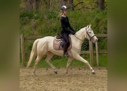 Belgian Riding Pony, Gelding, 4 years, 14.1 hh, Champagne