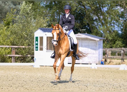 Belgian Riding Pony, Gelding, 5 years, 14,1 hh, Chestnut-Red