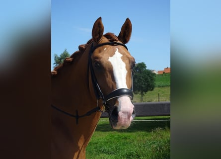 Belgian Riding Pony, Gelding, 5 years, 14.1 hh, Chestnut-Red