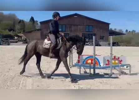 Belgian Riding Pony, Gelding, 5 years, 14.1 hh, Smoky-Black