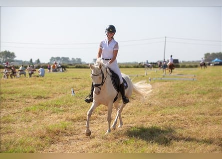 Belgian Riding Pony, Gelding, 6 years, 14.1 hh, Cremello