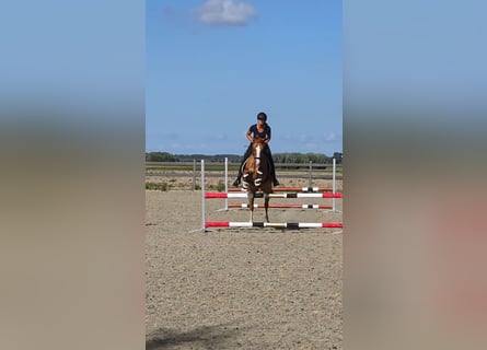 Belgian Riding Pony, Gelding, 7 years, 14.2 hh, Chestnut-Red