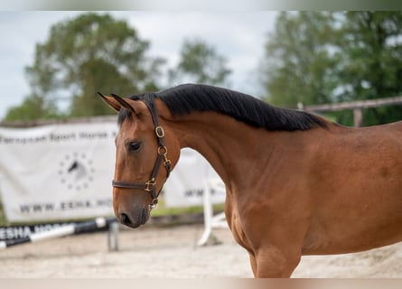 Belgian Riding Pony, Mare, 3 years, 16.1 hh, Brown