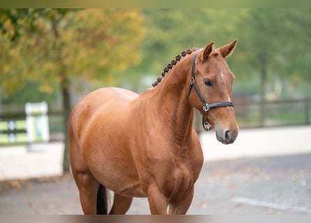 Belgian Riding Pony, Mare, 5 years, 14.1 hh, Chestnut-Red