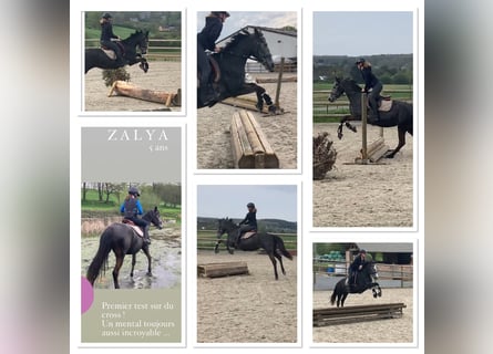 Belgian Riding Pony, Mare, 5 years, 14,1 hh, Gray