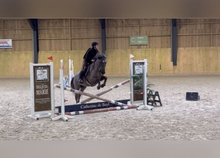 Belgian Riding Pony, Mare, 5 years, 14,1 hh, Grey-Dark-Tan