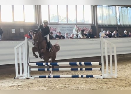 Belgisches Reitpony, Stute, 5 Jahre, 15 hh, Fuchs