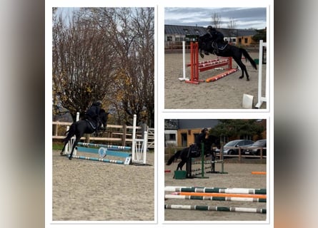 Belgian Riding Pony, Mare, 6 years, 14.1 hh, Black