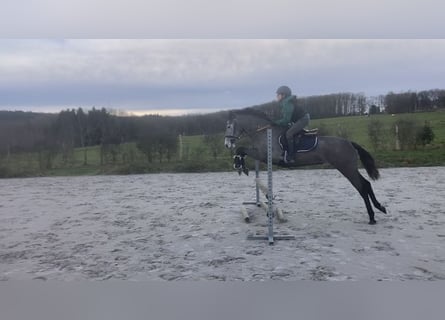 Belgian Riding Pony, Mare, 6 years, 14,1 hh, Gray