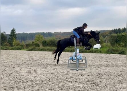 Belgian Riding Pony, Mare, 6 years, 14,1 hh, Black