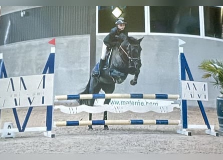 Belgian Riding Pony, Mare, 6 years, 14,2 hh, Black