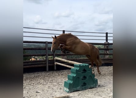 Belgian Riding Pony, Mare, 7 years, 14.1 hh, Chestnut-Red