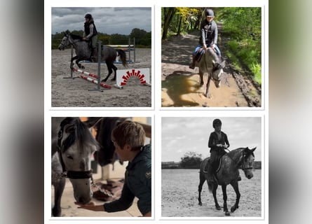 Belgian Riding Pony, Mare, 7 years, 14 hh, Grey-Dapple