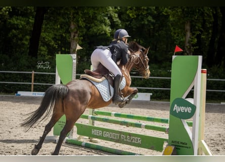 Belgian Riding Pony, Mare, 8 years, 13,1 hh, Brown