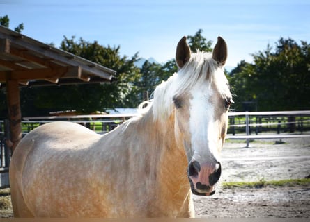 Belgian Riding Pony, Mare, 9 years, 13 hh, Palomino