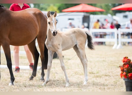 Belgian Riding Pony, Mare, Foal (06/2025), Dun