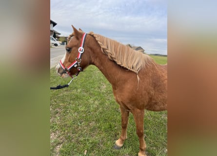 Belgian Riding Pony, Stallion, 11 years, 11.2 hh, Chestnut-Red