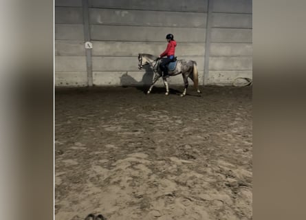 Belgian Riding Pony, Stallion, 3 years, 13.3 hh, Gray
