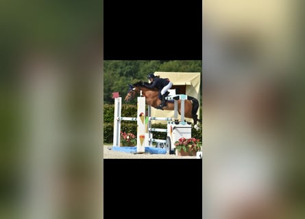 Belgisches Reitpony, Hengst, 8 Jahre, 14,2 hh, Brauner