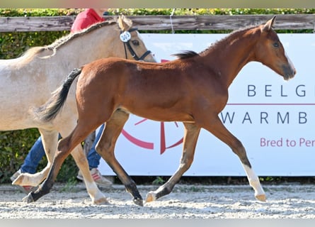 Belgian Riding Pony, Stallion, Foal (04/2023), Bay