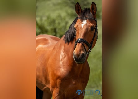 Belgian Sport Horse, Gelding, 12 years, 16,2 hh, Brown