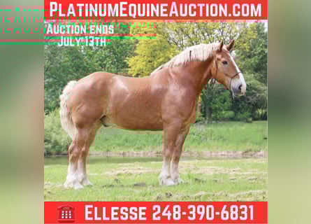 Belgian Sport Horse, Gelding, 12 years, Sorrel