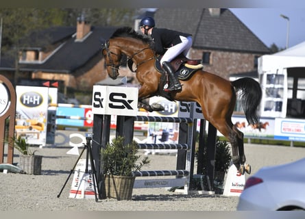 Belgian Sport Horse, Gelding, 13 years, 16.2 hh, Brown