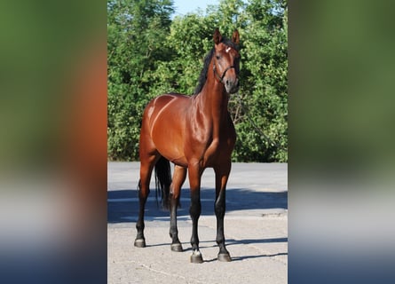 Belgian Sport Horse, Gelding, 3 years, 16.1 hh, Brown