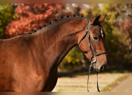 Belgian Sport Horse, Gelding, 4 years, 16.2 hh, Brown