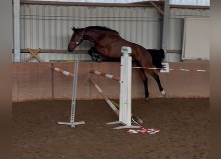 Belgian Sport Horse, Gelding, 5 years, 17 hh, Brown
