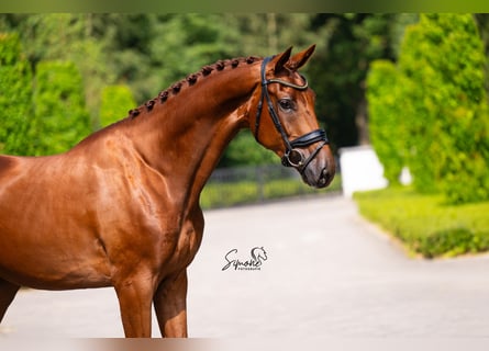 Belgian Sport Horse, Gelding, 5 years, 17 hh, Chestnut