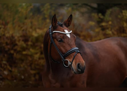 Belgian Sport Horse, Gelding, 6 years, 16,1 hh
