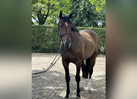 Belgian Sport Horse, Gelding, 7 years, 16,1 hh, Brown