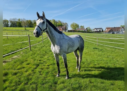 Belgian Sport Horse, Gelding, 7 years, 17 hh, Gray