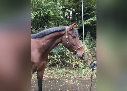 Belgian Sport Horse, Gelding, 7 years