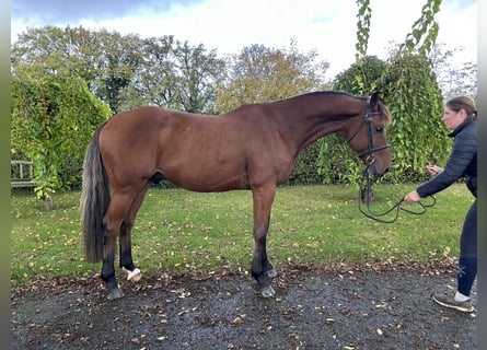 Belgian Sport Horse, Gelding, 8 years, 16,2 hh, Brown