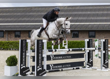 Belgian Sport Horse, Gelding, 8 years, 16,1 hh, Grey
