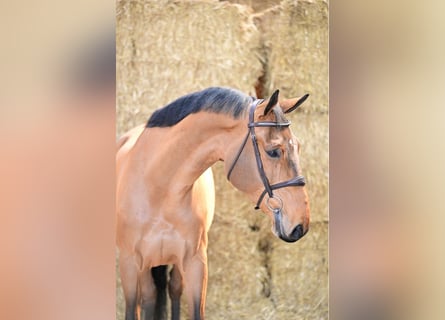 Belgian Sport Horse, Gelding, 8 years, 16,2 hh, Bay
