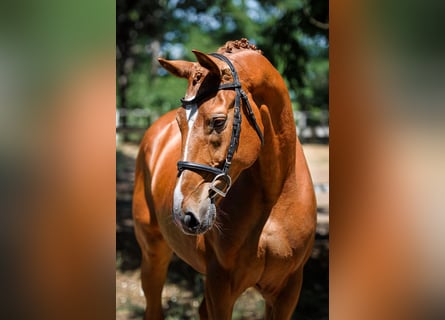 Belgian Sport Horse, Gelding, 8 years, 16,3 hh, Chestnut-Red