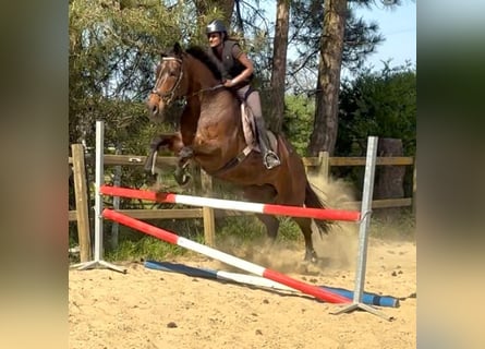 Belgian Sport Horse, Mare, 15 years, 16,3 hh, Bay-Dark