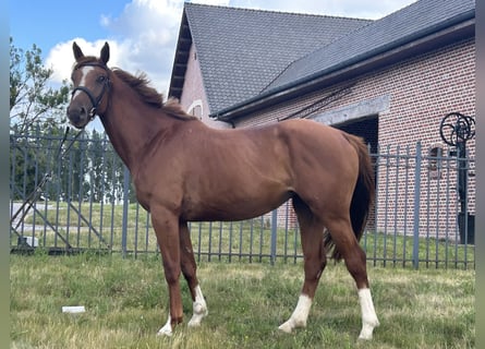 Belgian Sport Horse, Mare, 3 years, 16 hh, Chestnut-Red