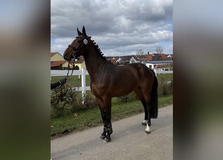 Belgian Sport Horse, Mare, 4 years, 16.1 hh, Brown
