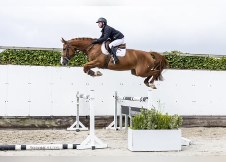 Belgian Sport Horse, Mare, 4 years, 16 hh, Chestnut-Red