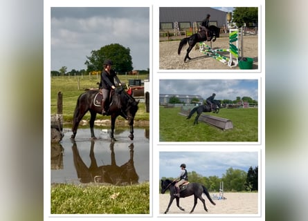 Belgian Sport Horse, Mare, 5 years, 14,1 hh, Black