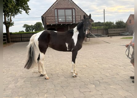 Belgian Sport Horse, Mare, 5 years, 16.1 hh, Tobiano-all-colors
